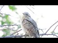 2023 05 01 Nyaktekercs /Jynx torquilla /Eurasian Wryneck