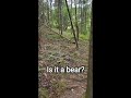 Terrifying Noises on the Appalachian Trail