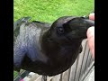 Petting raven beak vine