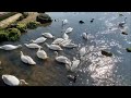 Keyhaven VanLife Free Overnight Parking Plenty of Birds