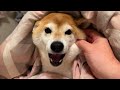 Shiba zoomies at 1% (gotta go fast!) 🏎️