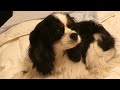 A Day In The Life ... Of 5 Cavalier King Charles Spaniels