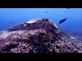 OAHU HAWAII Snorkeling and Freediving in under 3 MINUTES (4K)