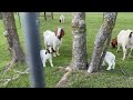 Playful goats with their momma.