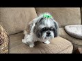 Happy St. Patrick's Day from Lacey 💚🌈🍀 | Shih Tzu dog enjoys banana fruit treats 🍌😋🐾