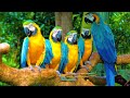 Relaxing Music To Relieve Stress, Song Of Forest Birds Nature Sounds
