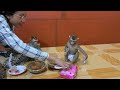 All baby monkey waiting mommy prepare sweet jelly for eating