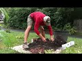 Harvesting Sweet potatoes that were a little over planted in a container and what I learned.