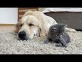 Tiny Kitten Falls In Love With Golden Retriever From Day One