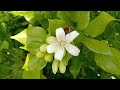 Murraya paniculata , orange jasmine, #orange jessamine, china box or mock orange