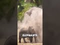 Baby Elephants Dust bath 😲