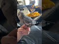 Watch my bird preen itself for your relaxation