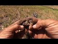 The Reality Of Metal Detecting