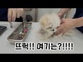 [ENG SUB] Puppy Talking and Arguing With its Owners! | Maltipoo Bell
