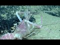 10 More Strange Deep Ocean Creatures Found by ROVs Near Florida