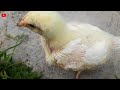 anak ayam umur 10 hari