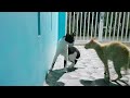 Stray Cats Intense Fight! (Real Fight!)