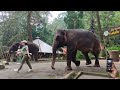 taman safari terbaru 2022 pertunjukan gajah