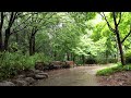 Soft sound of rain in the forest | Deep sleep, relaxation, stress relief | white noise rain sound