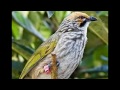 Suara Cucak Rowo GACOR Untuk Masteran Dan Pancingan Burung Ocehan