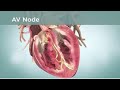Anatomy & physiology of Human heart: 3D medical animation
