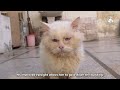This blind cat was calling an angel to heal his eyesight as the world was dark around him!