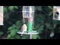 Bird Watching in a UK Garden