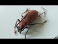 Longhorn Beetle from Thailand