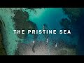[4K] KOMODO ISLAND DIVING-The Ultimate diving adventure 코모도다이빙#bluemarlindive #labuanbajo #indonesia