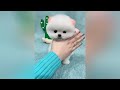 Cute Pomeranian Puppies Doing Funny Things #27 🐶 Cute and Funny Dogs 2024