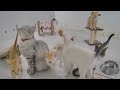 Funny Cats Compilation: Best Cat Videos Ever 🐱 New Funny Catss 2024 🐱😹