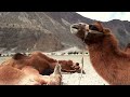 Explore Ladakh in cinematic footage covering Pangong Tso, Tso Moriri, Diskit, Hunder Sand Dunes.