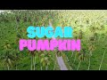 BLAXX - Doux Doux - (Staycation Riddim) - (Official Lyric Video) - 2021 Soca