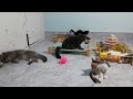 You Laugh You Lose😹Funniest Dogs and Cats 2024😻🐶