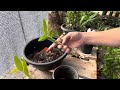Orquídea Epidendrum, como plantar e fazer novas mudas!?🌸🌺