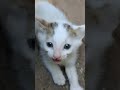 The little angry and scared kittens | قطط صغيرة شرسة