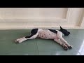 Hilarious Cats and Dogs😹🐶Funniest Animals 2024🤣😁Part 7