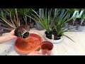 How to grow Dracaena plants from cuttings