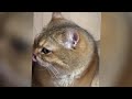 😂 Funniest Cats 🤣 Funny Videos Every Days ❤️