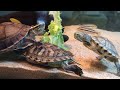 Malayan box turtle & red-eared slider eating lettuce