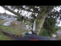 Tree Work - Speedline Spruce Removal