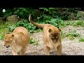Bossa Nova Jungle - Cutest Animals