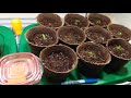 Season 2018 seedling update, aquaponics and fishtanks