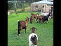 Herding Goats