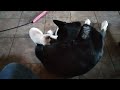 2 Month and 13 Day Old George The Mekong Kitten Is Wrestling Bruce's Tail.