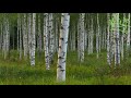 Titmouse and Nightingale Birdsong in Birch Grove