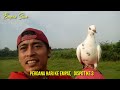 PEMULA WAJIB TAU !! PROSES PERDANA MERPATI SAMPAI FREE FLY AGAR TIDAK ESCAPE / HILANG!!