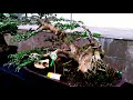 Bonsai serut terbaik size monster part 1 ( Monster streblus Asper bonsai )