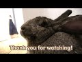 Giant Rabbit Binkies and Plays with Owner（ジャイアントうさぎのひねりジャンプ）