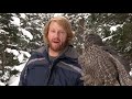 Catching a Hawk For Falconry!